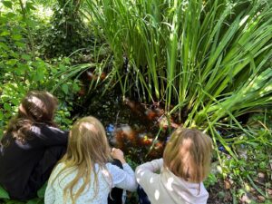 Biotop auf dem Schulhof mit echten Wasserrosen und Kaulquappen